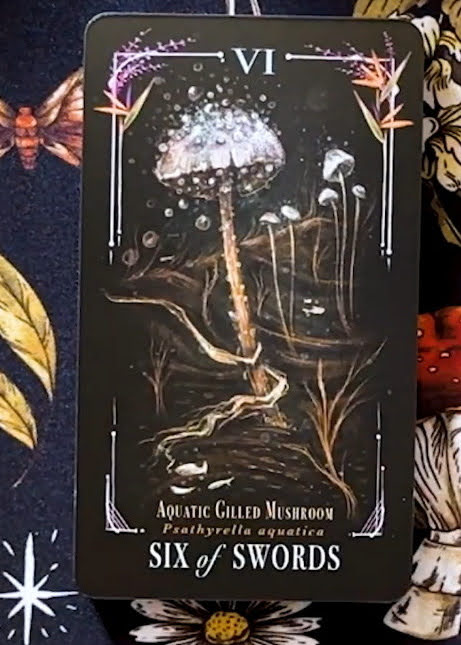 Midnight Magic: A Tarot Deck of Mushrooms